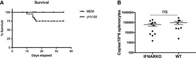 Influence of Type I Interferons in Gammaherpesvirus-68 and Its Influence on EAE Enhancement